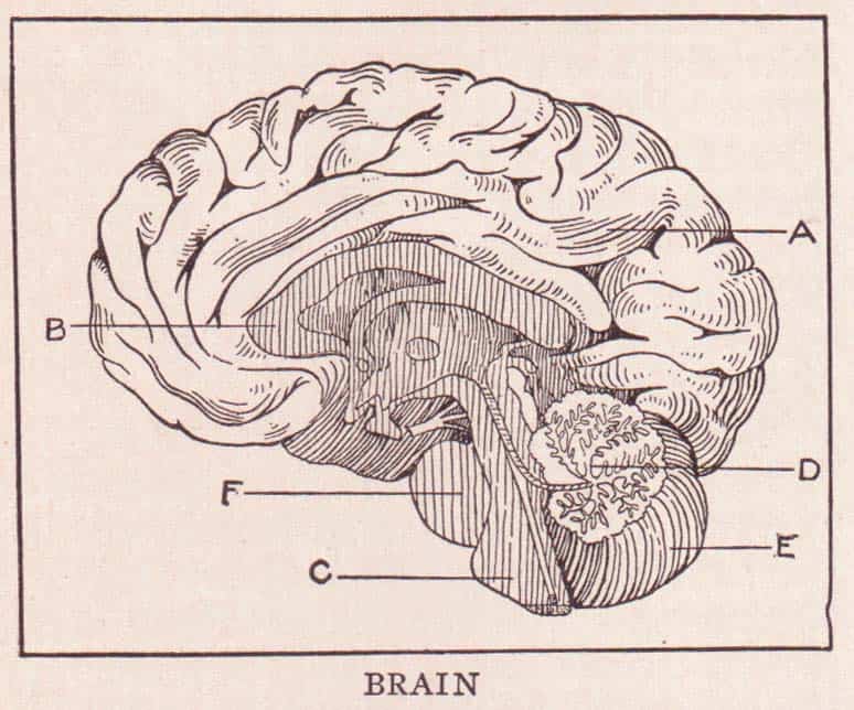 This illustration is from "The Home and School Reference Work, Volume I" by The Home and School Education Society, H. M. Dixon, President and Managing Editor. The book was published in 1917 by The Home and School Education Society. This illustration of the parts of the brain can be found on page 368. The parts are A. Cerebrum; B. Corpus Callosum; C: Medulla Oblongata; D. Arbor-Vitae; E: Cerebellum, F: Pons Varolii (Illustration from Flickr user Sue Clark)