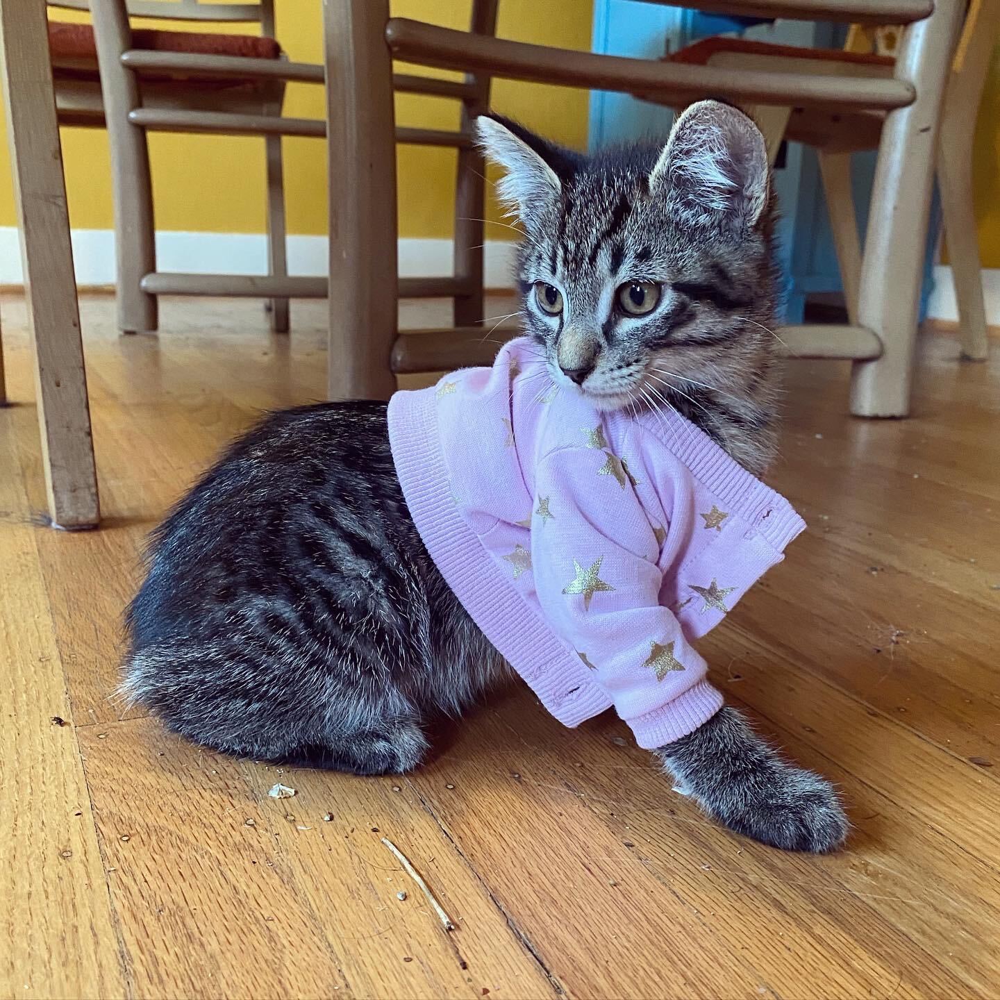 kitten with grey striped fur wearing a lavender sweater with gold stars.